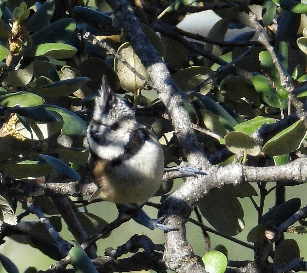 Crested Tit - ML615710034