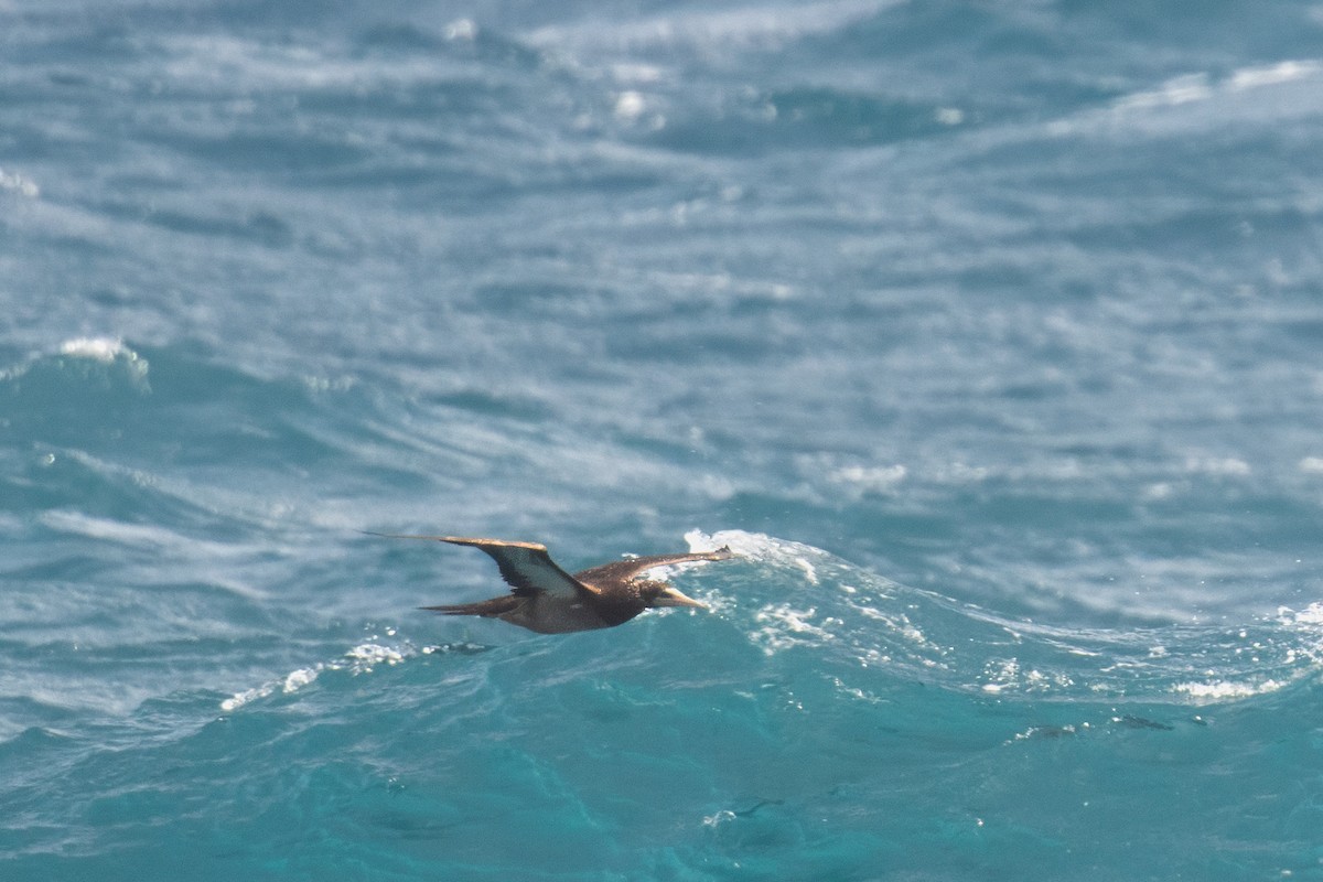 Brown Booby - ML615710093
