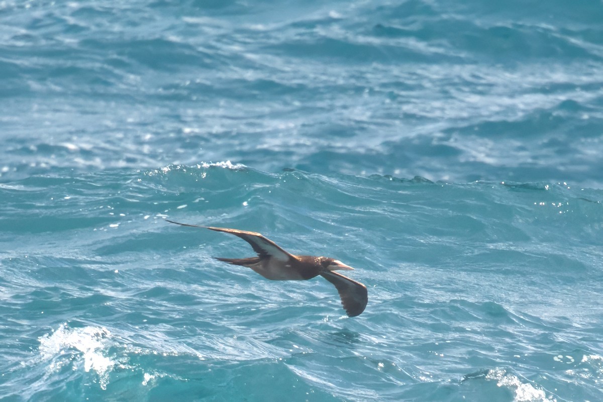 Brown Booby - ML615710094