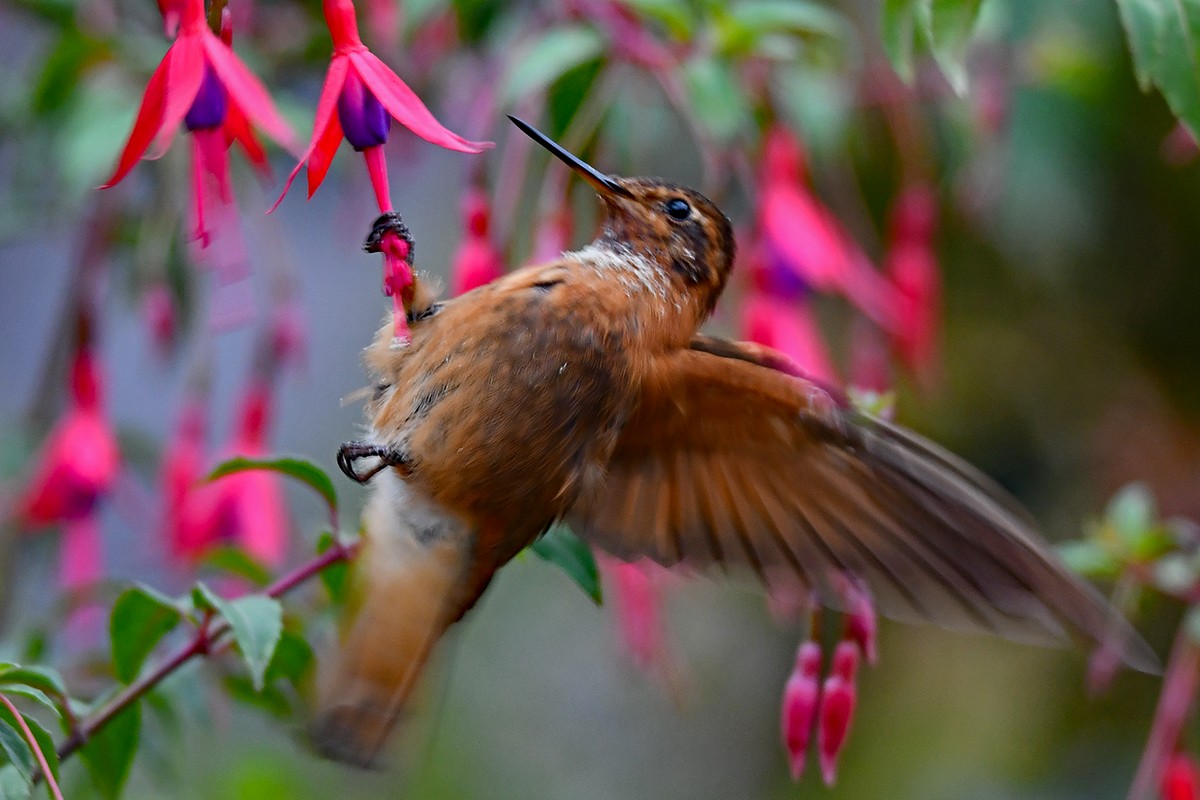 kolibřík duhovohřbetý - ML615710141