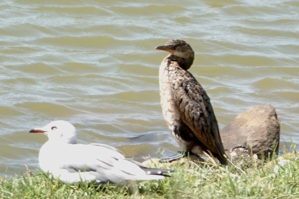 Long-tailed Cormorant - ML615710149