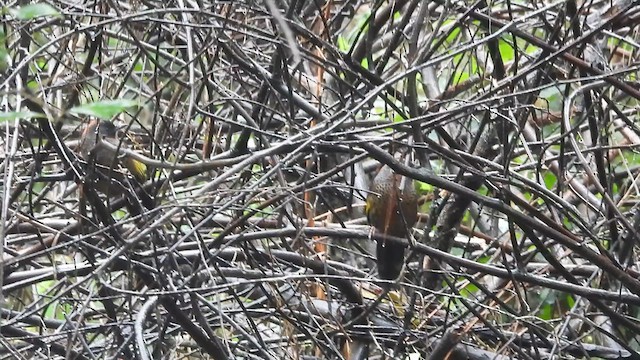 Chestnut-crowned Laughingthrush - ML615710167