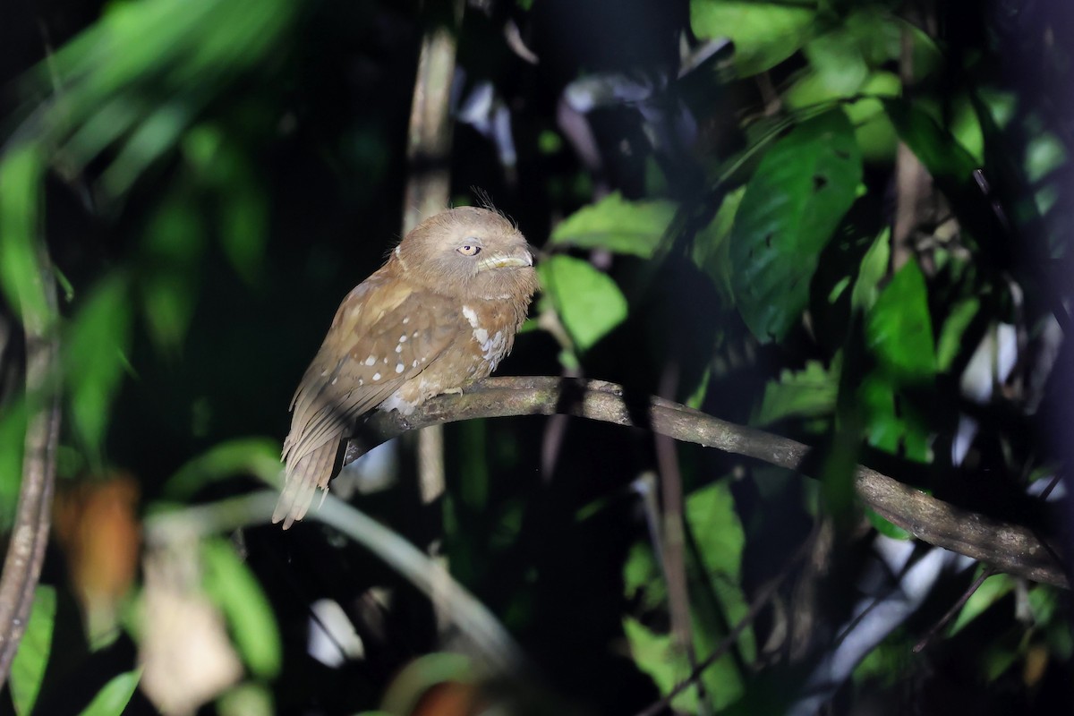 Philippine Frogmouth - ML615710195