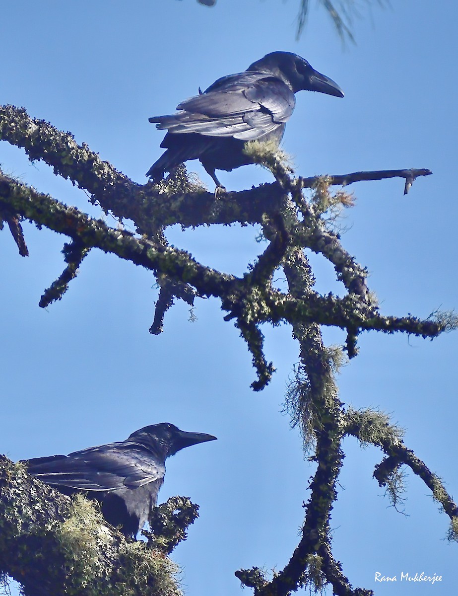 Large-billed Crow - ML615710224