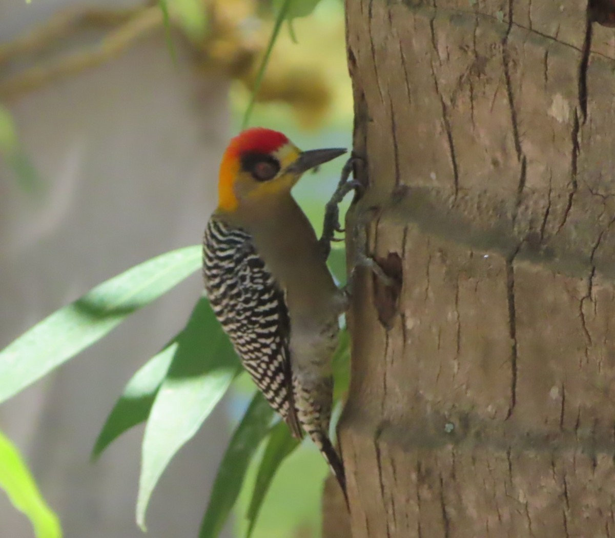Golden-cheeked Woodpecker - Gord Dubois