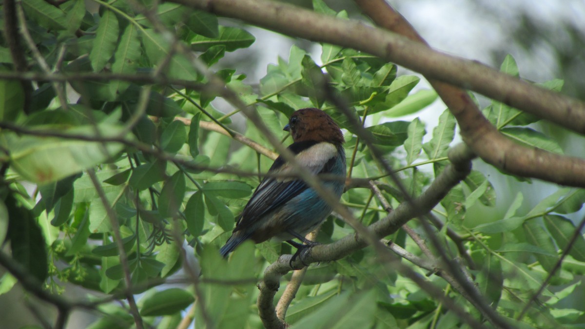 Black-backed Tanager - ML615710325