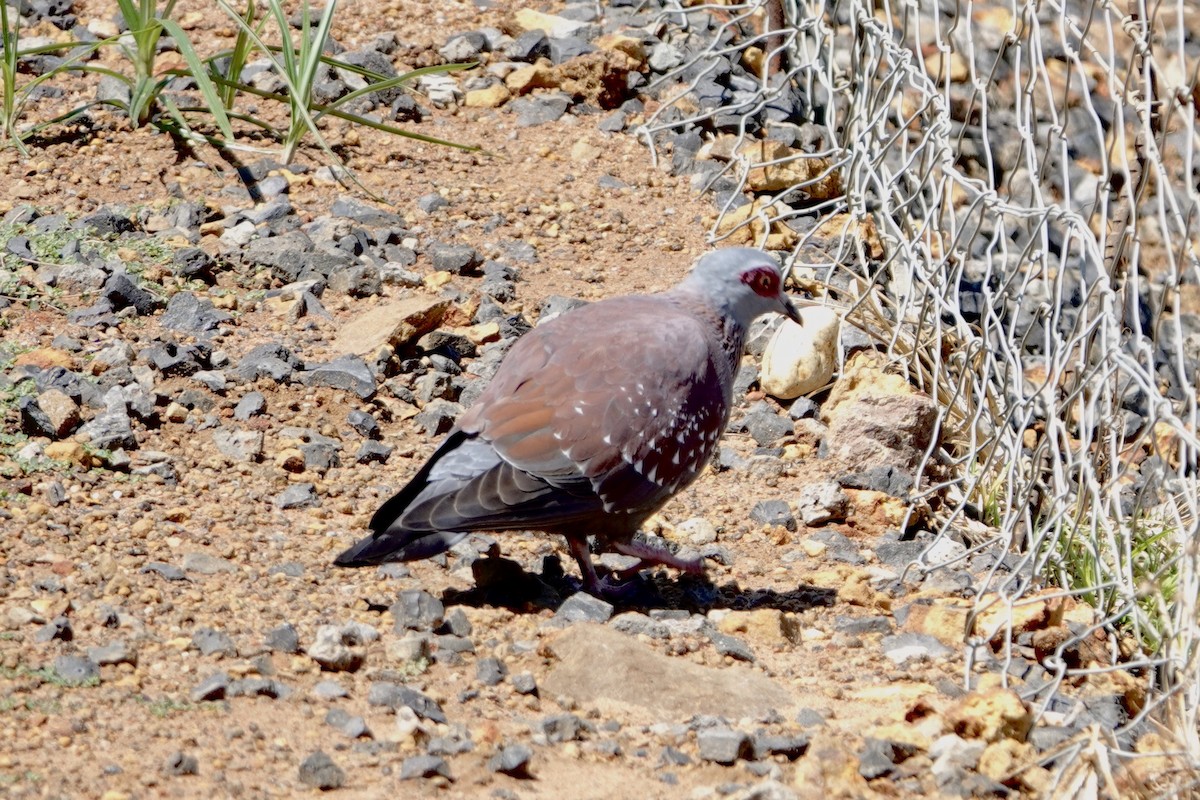 Speckled Pigeon - ML615710409