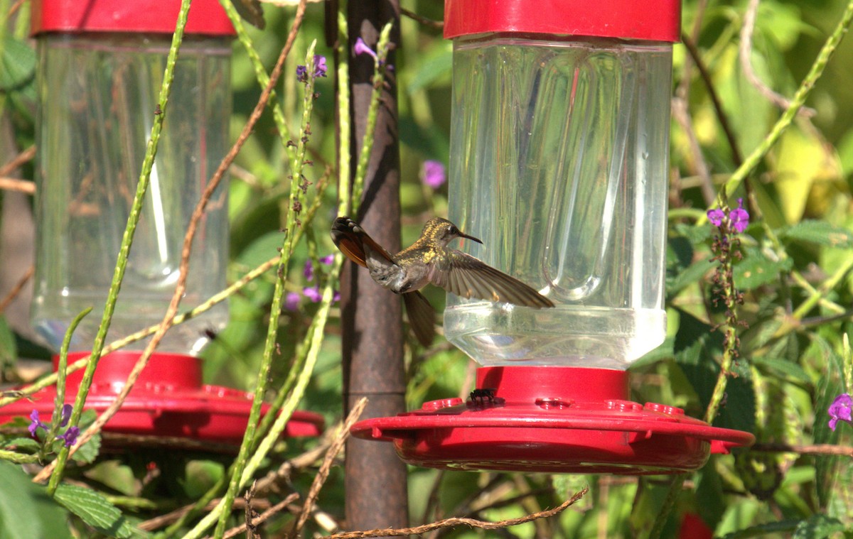 kolibřík modrobradý - ML615710505