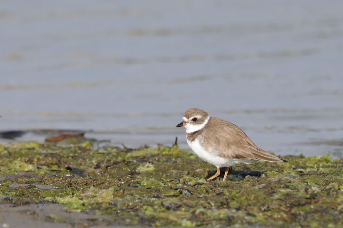 Semipalmated Plover - ML615710544