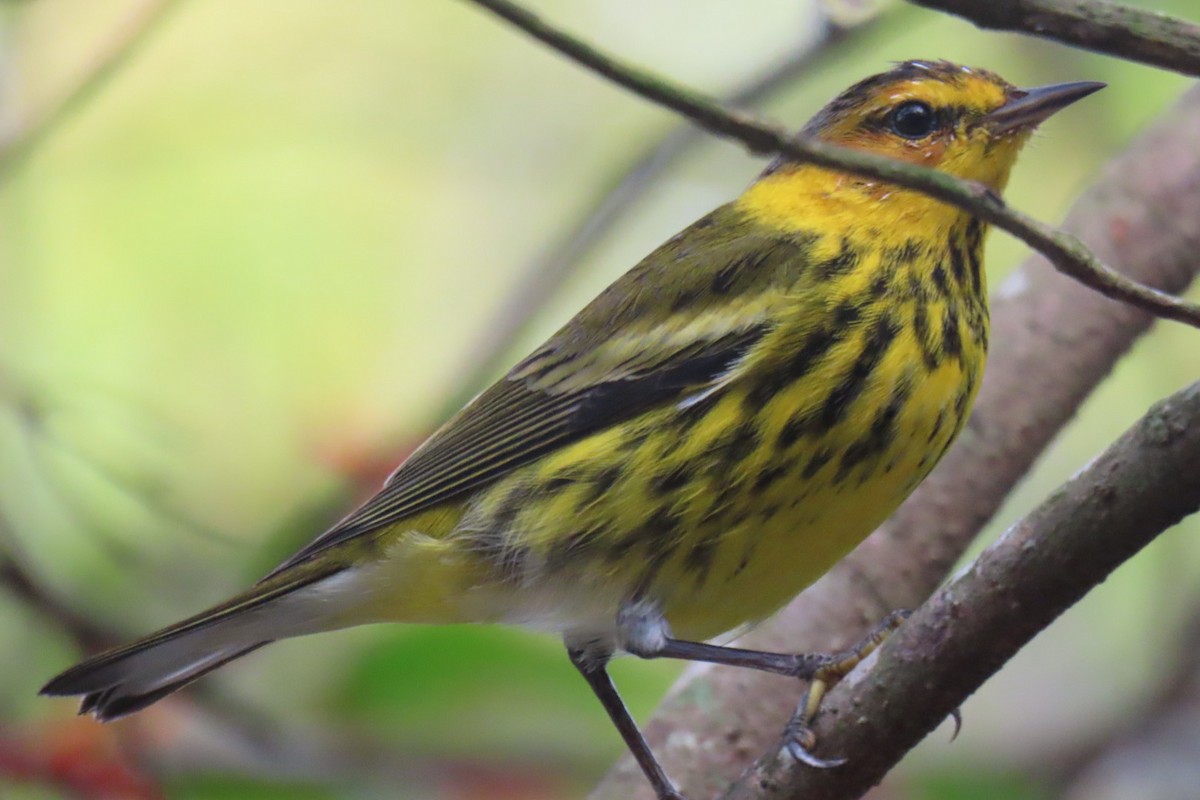 Cape May Warbler - ML615710545