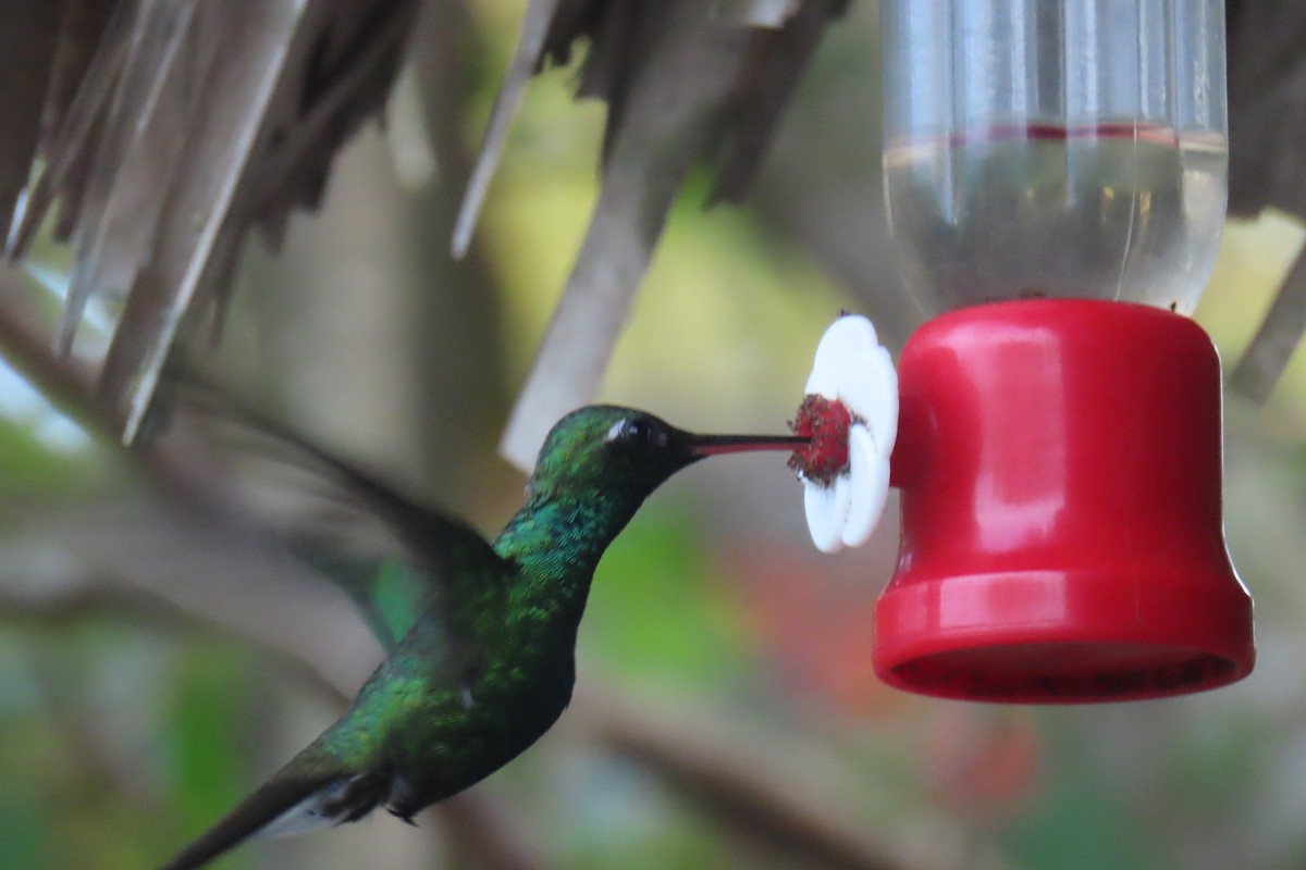 kolibřík kubánský - ML615710561