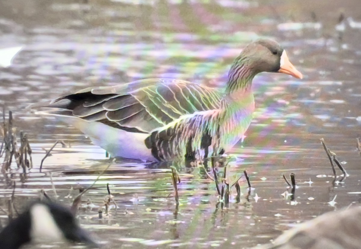 Greater White-fronted Goose - ML615710588