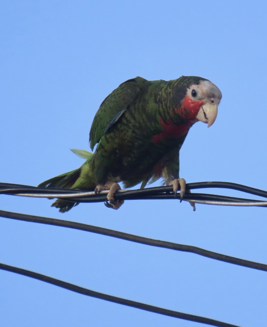 Cuban Parrot - ML615710702