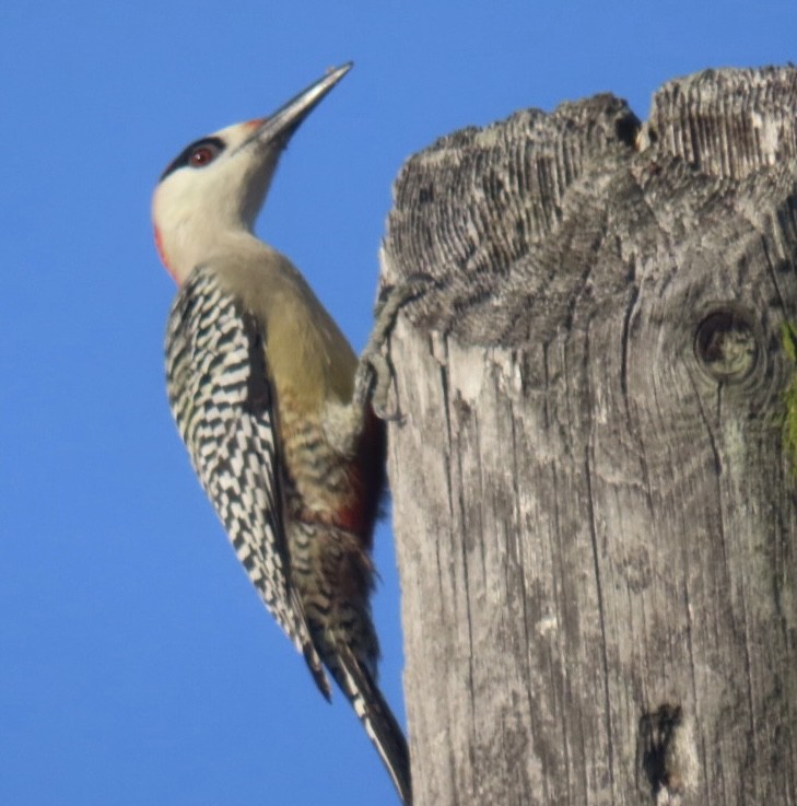 West Indian Woodpecker - ML615710714