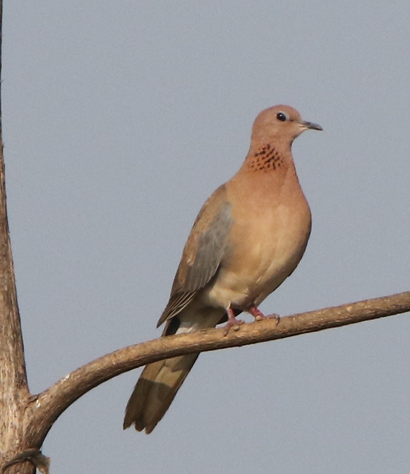 Laughing Dove - ML615710767