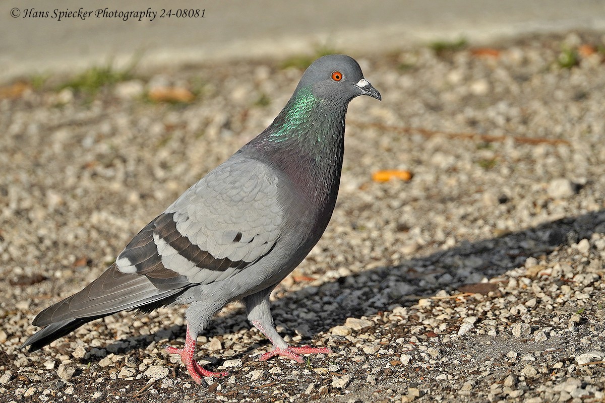 Rock Pigeon (Feral Pigeon) - ML615710810