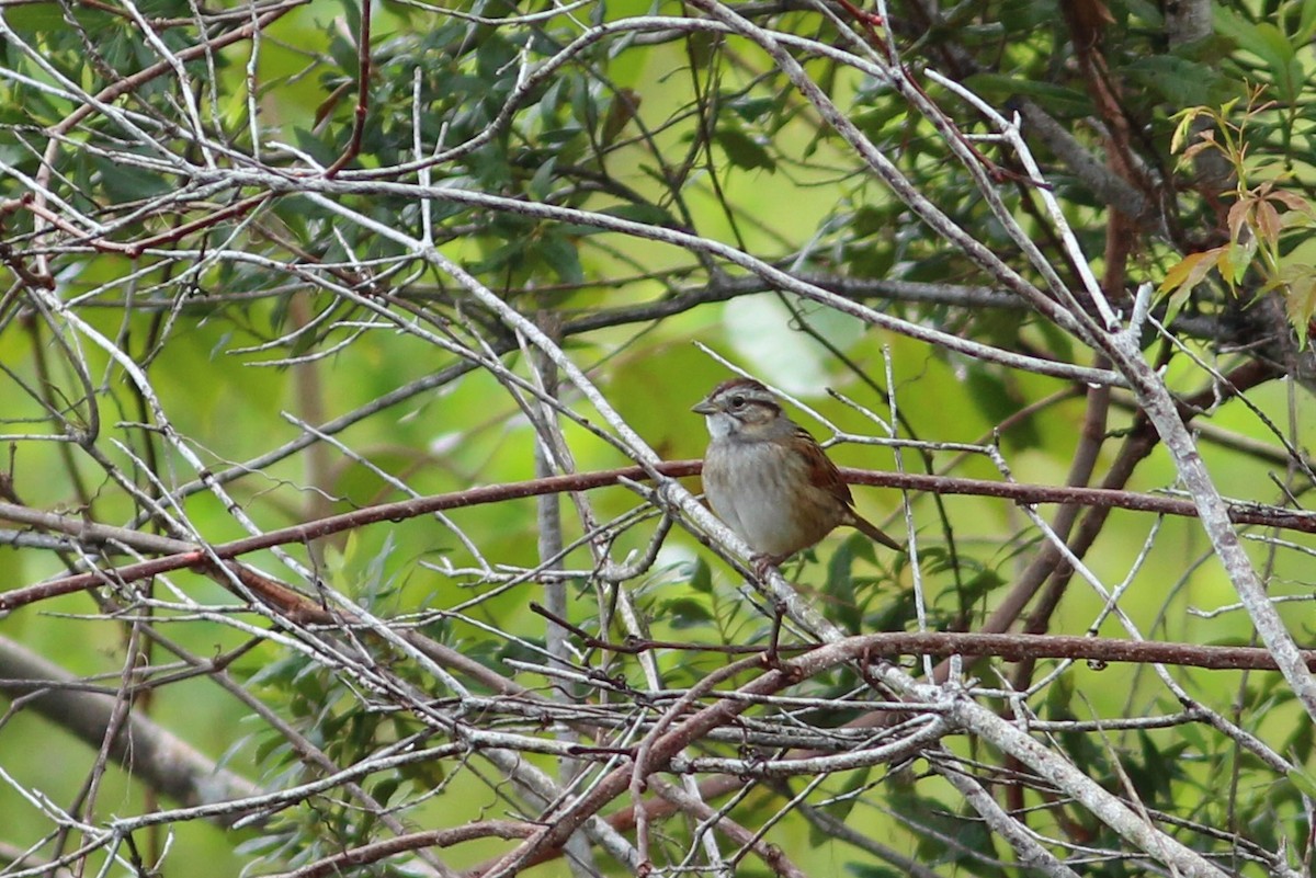 Swamp Sparrow - ML615710843