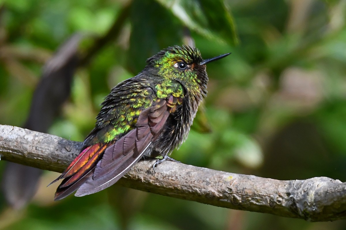 kolibřík dřišťálový - ML615710930