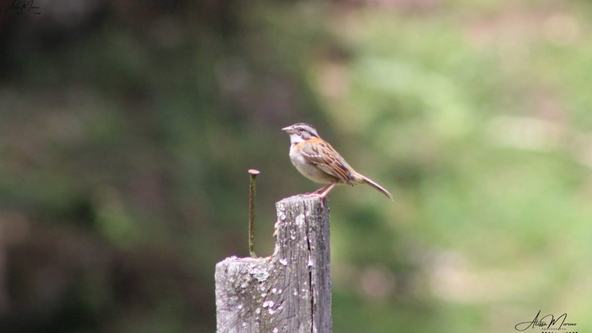 Rufous-collared Sparrow - ML615710943