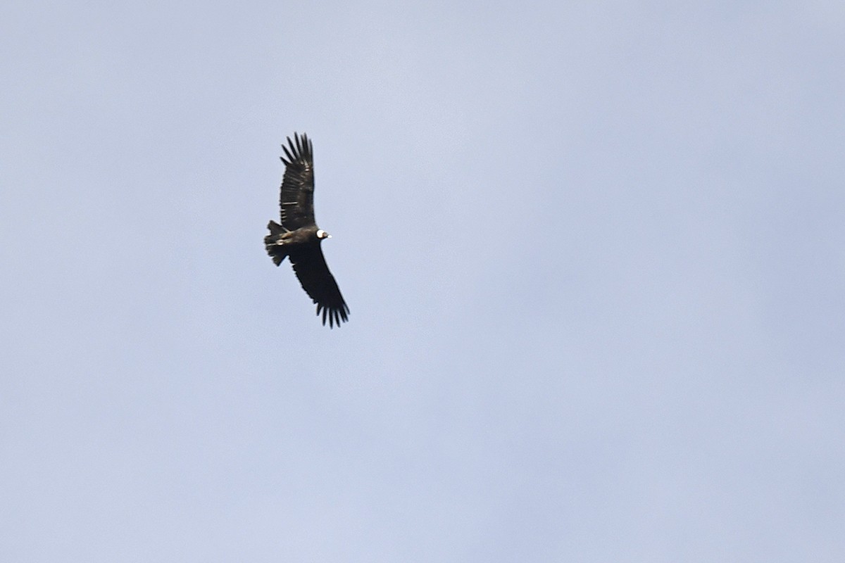 Condor des Andes - ML615711020