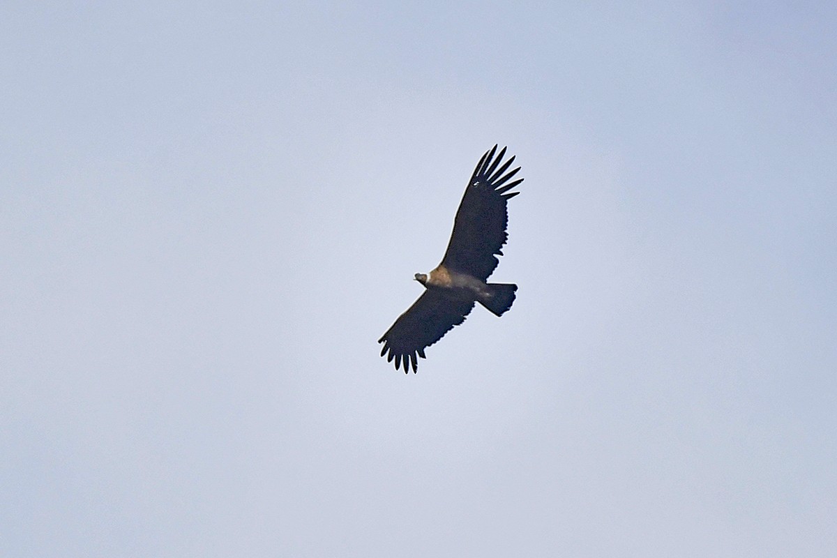 Condor des Andes - ML615711082