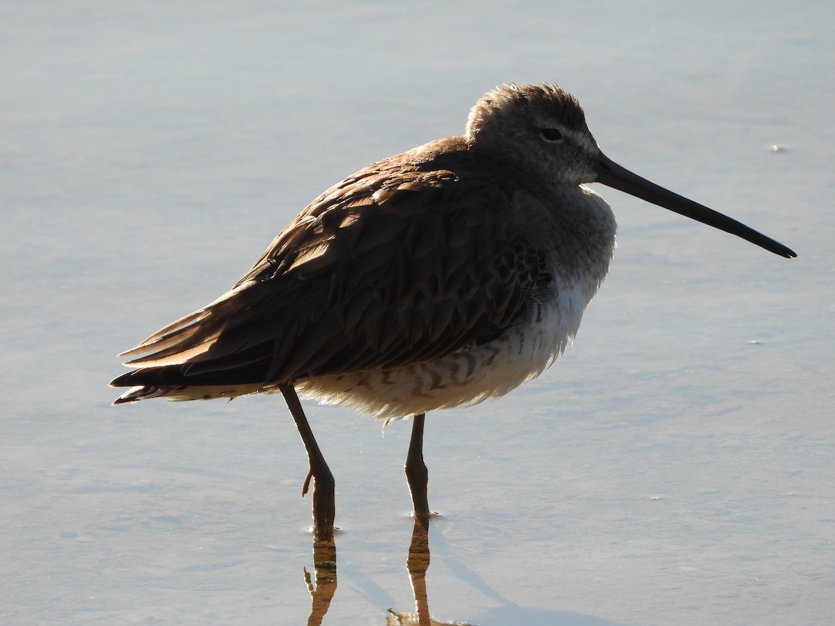 Long-billed Dowitcher - ML615711222