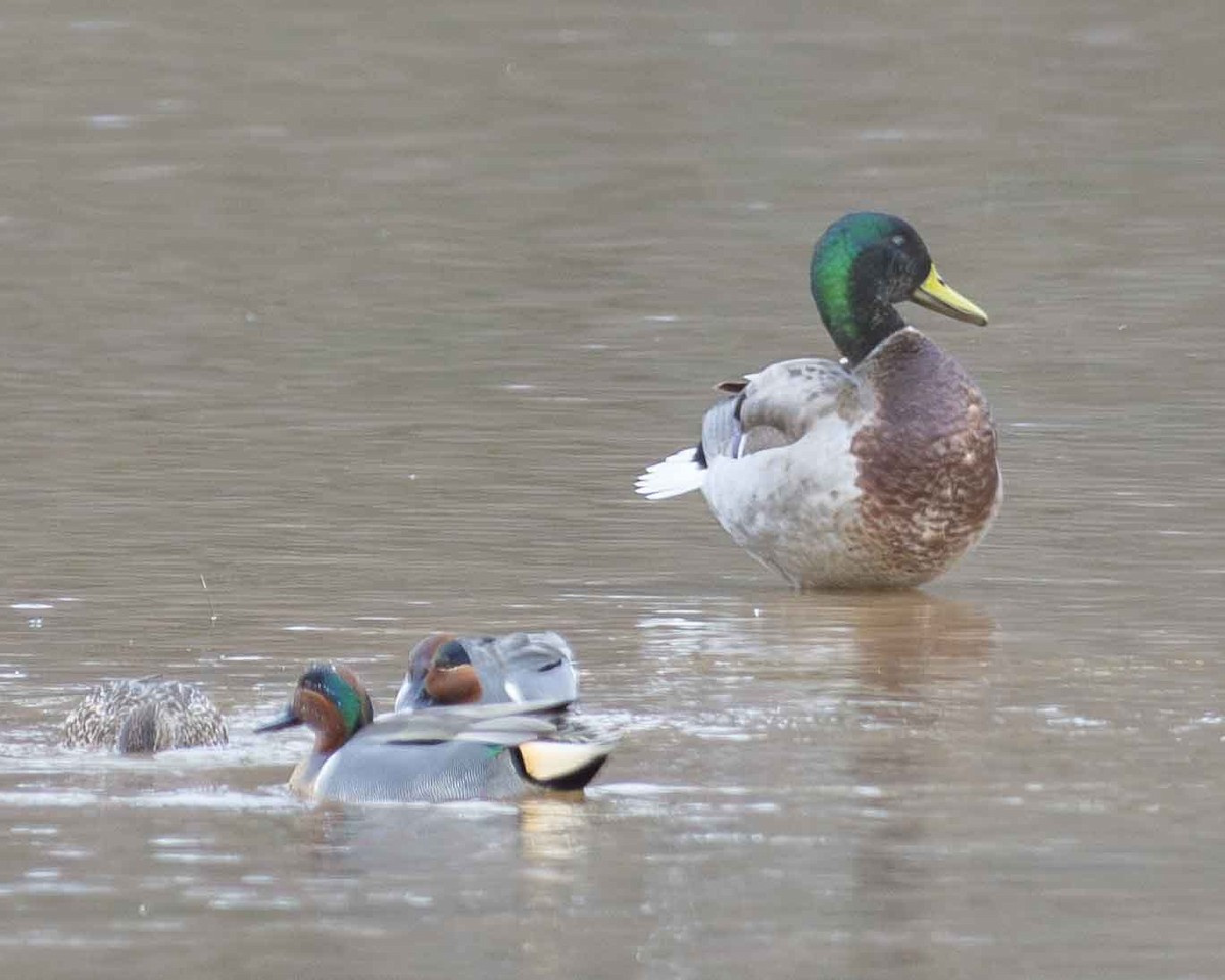 Green-winged Teal - ML615711250