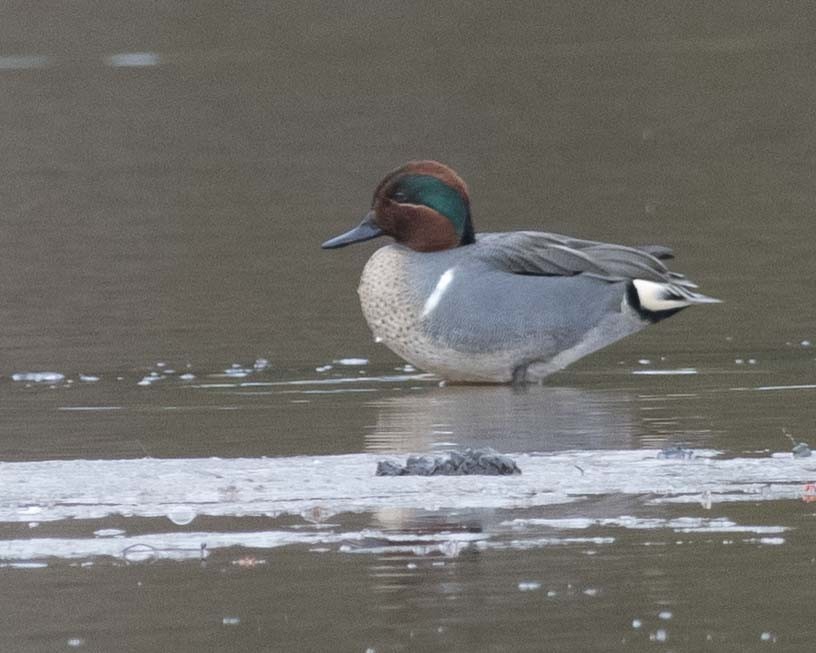 Green-winged Teal - ML615711252