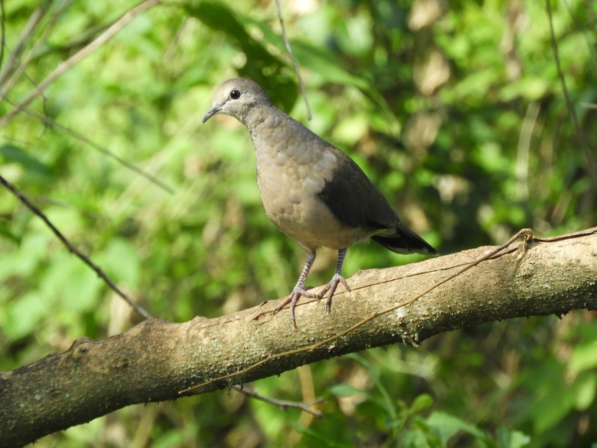 Large-tailed Dove - ML615711357