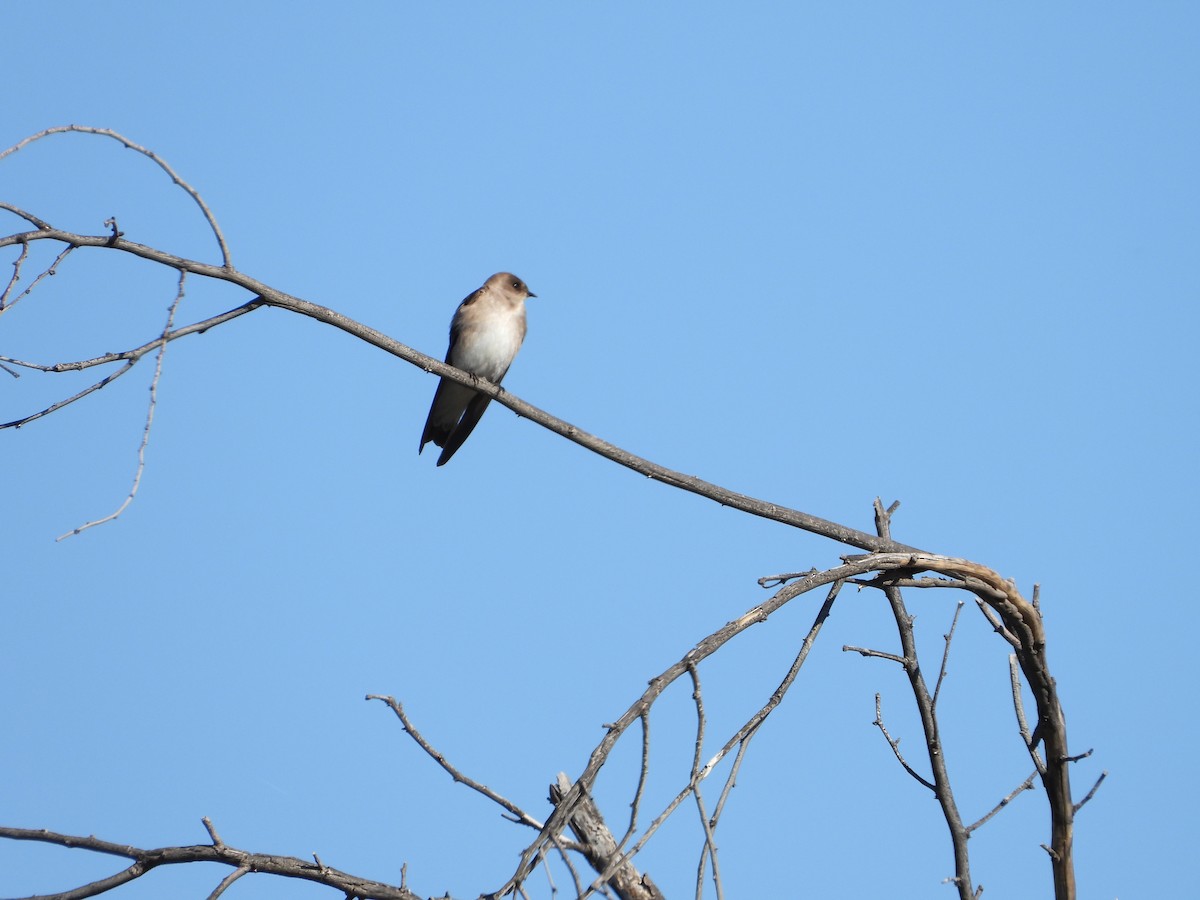 Northern Rough-winged Swallow - ML615711391