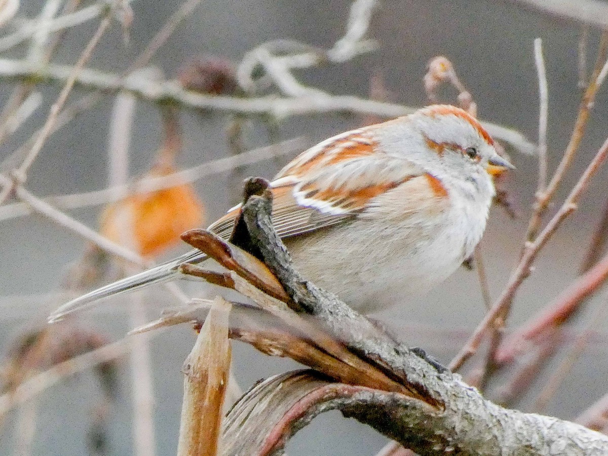 American Tree Sparrow - ML615711407