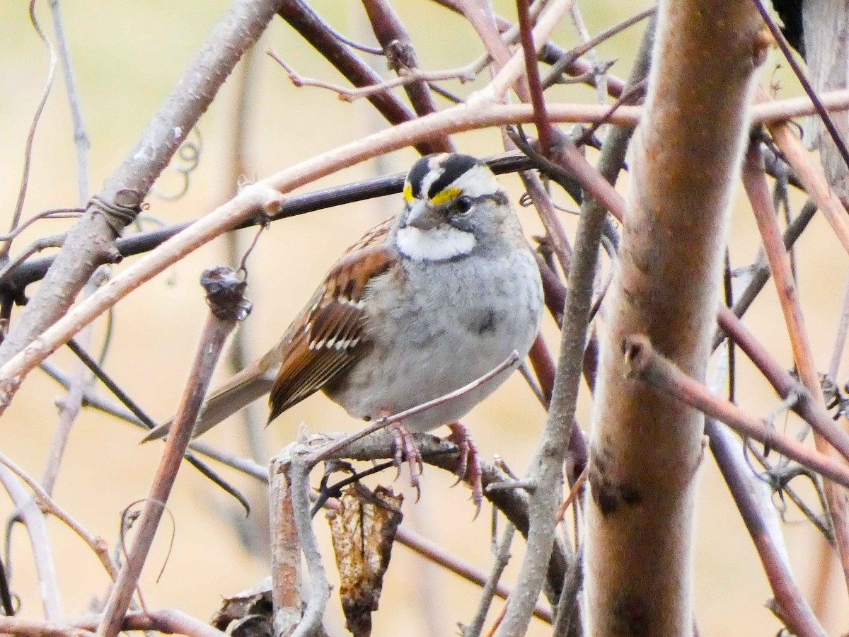 White-throated Sparrow - ML615711417