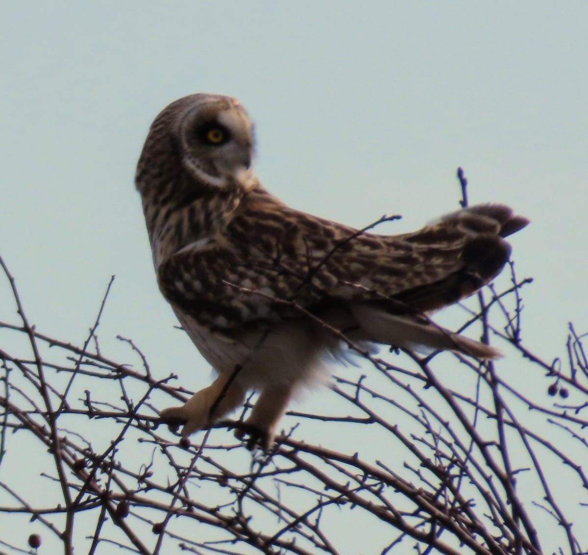 Short-eared Owl - ML615711487