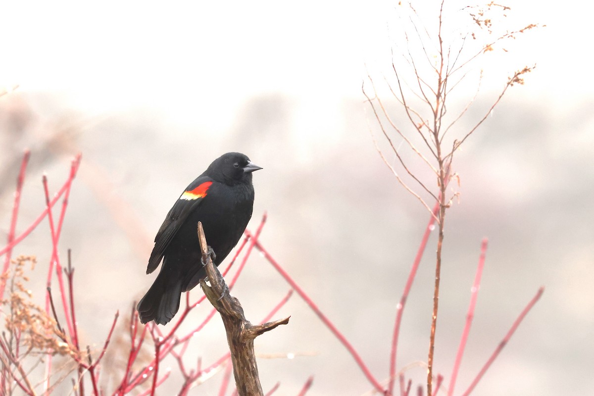 Red-winged Blackbird - Charlie Kaars