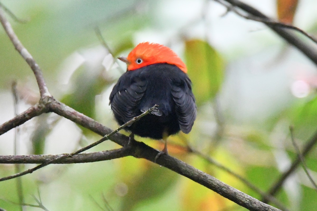Red-capped Manakin - ML615711589