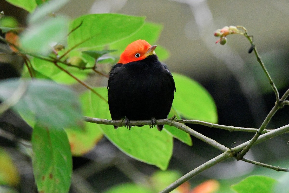 Red-capped Manakin - ML615711590