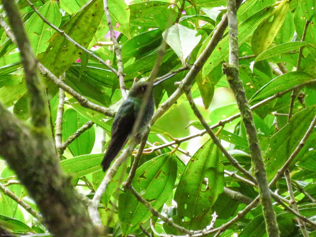 kolibřík zelenkavý - ML615711606