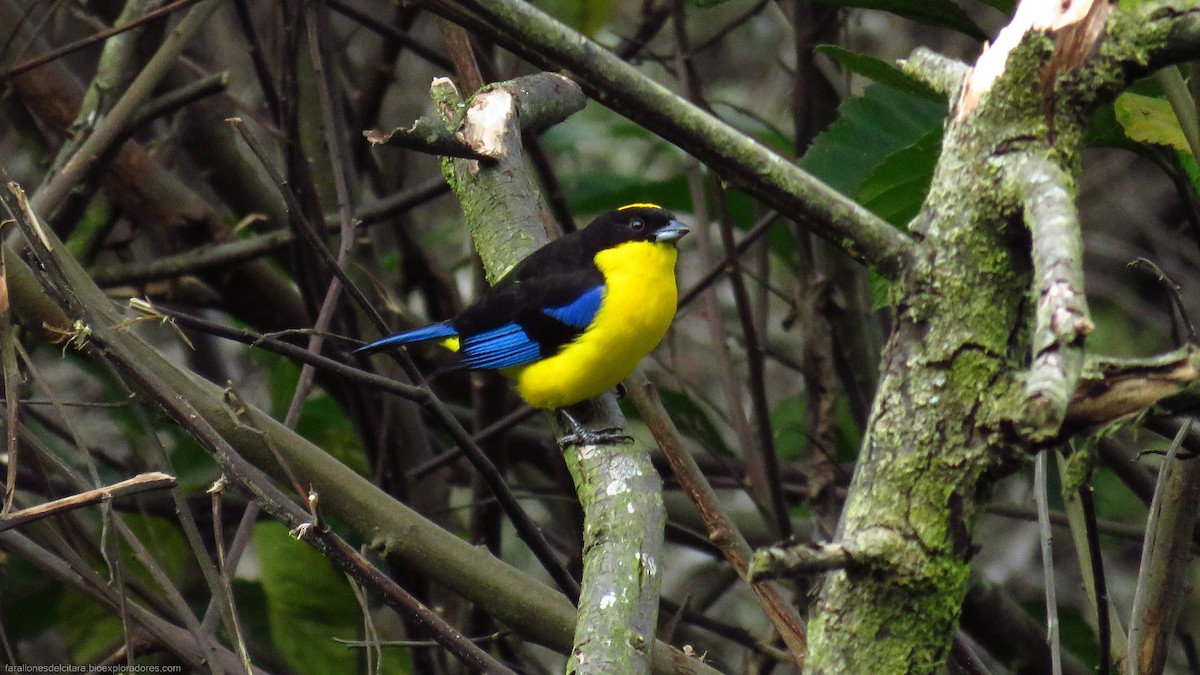 Blue-winged Mountain Tanager - ML615711652