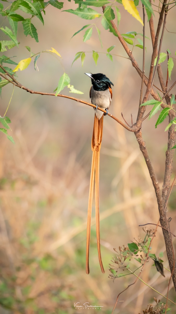Indian Paradise-Flycatcher - Vivek Sudhakaran