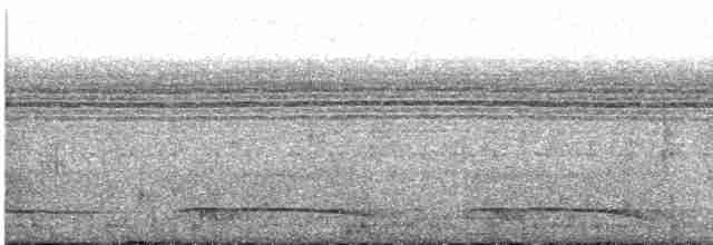 svarthaleketsal - ML615711702