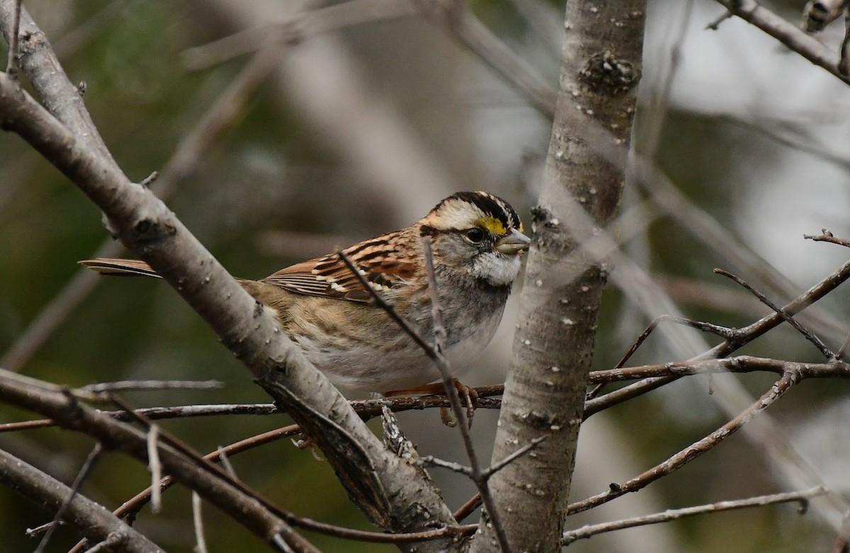 White-throated Sparrow - ML615711838