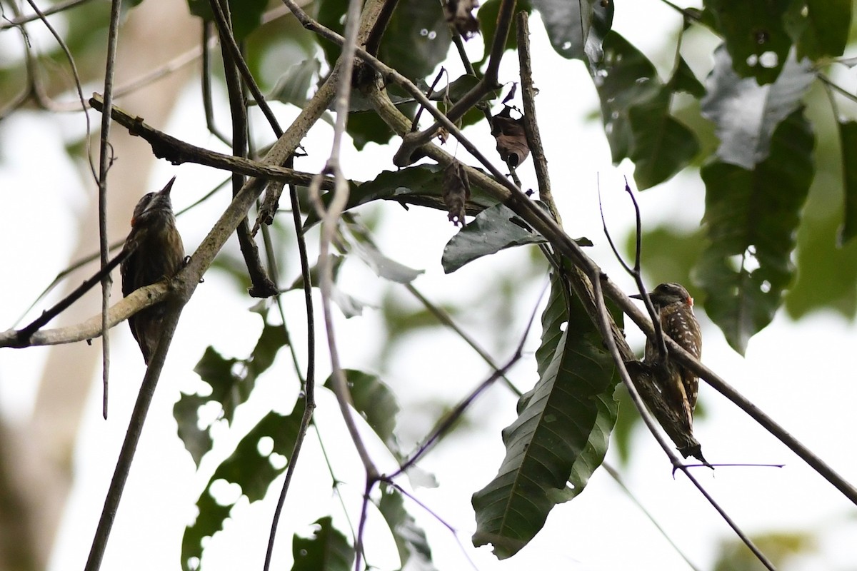 Sulawesi Pygmy Woodpecker - ML615711949