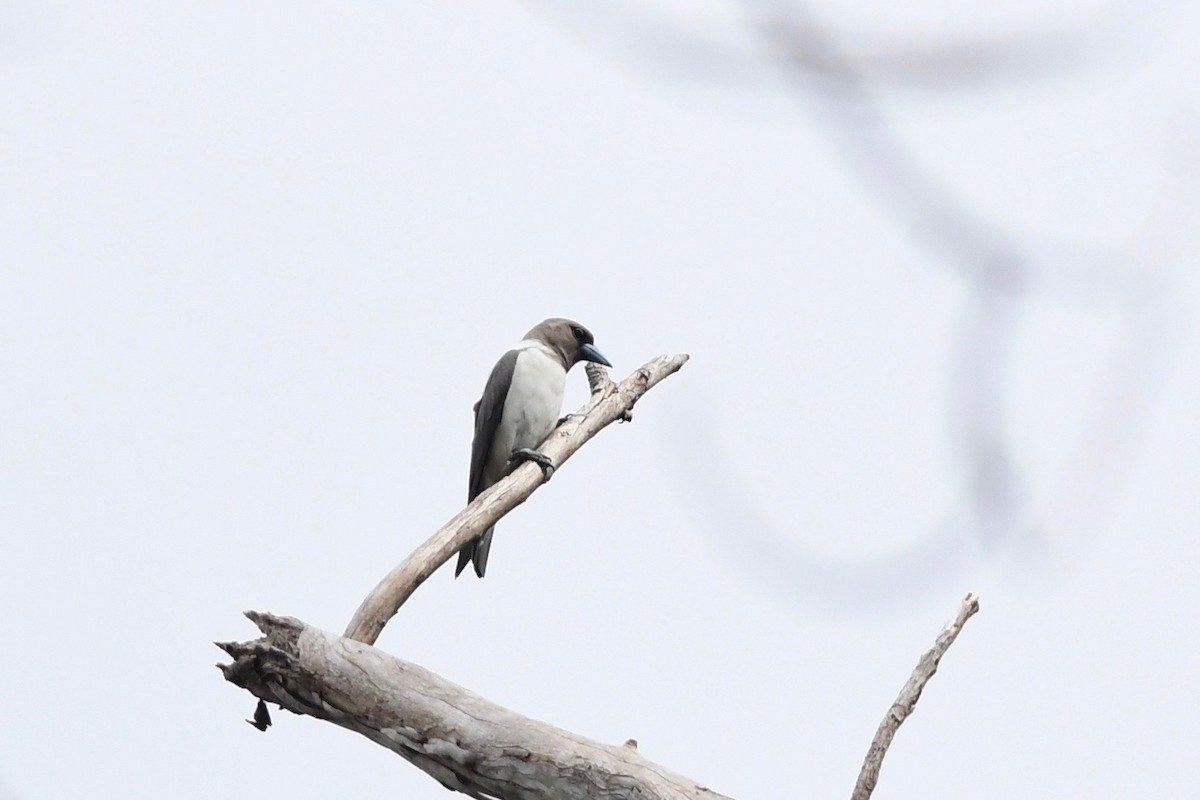 Ivory-backed Woodswallow - ML615711966