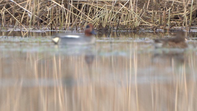 Green-winged Teal - ML615712009