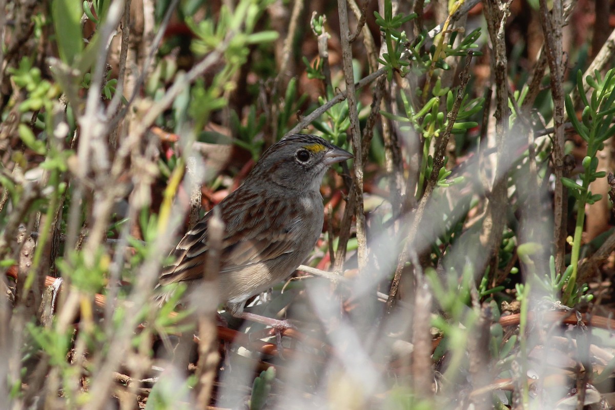 Grassland Sparrow - ML615712052