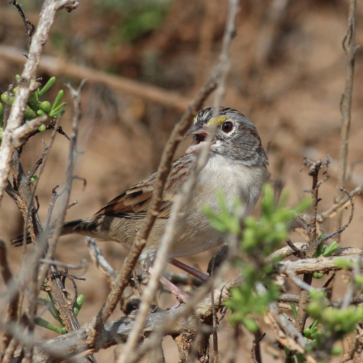 Grassland Sparrow - ML615712053