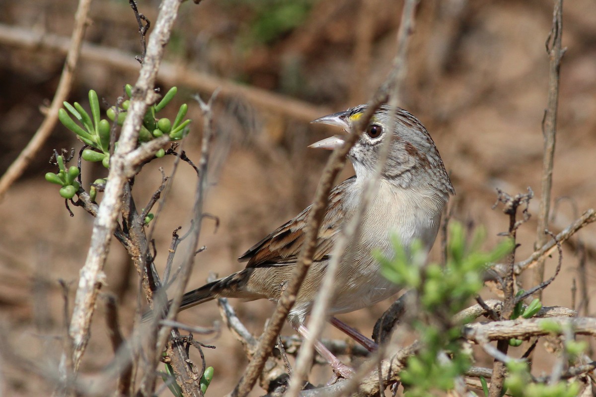 Grassland Sparrow - ML615712056