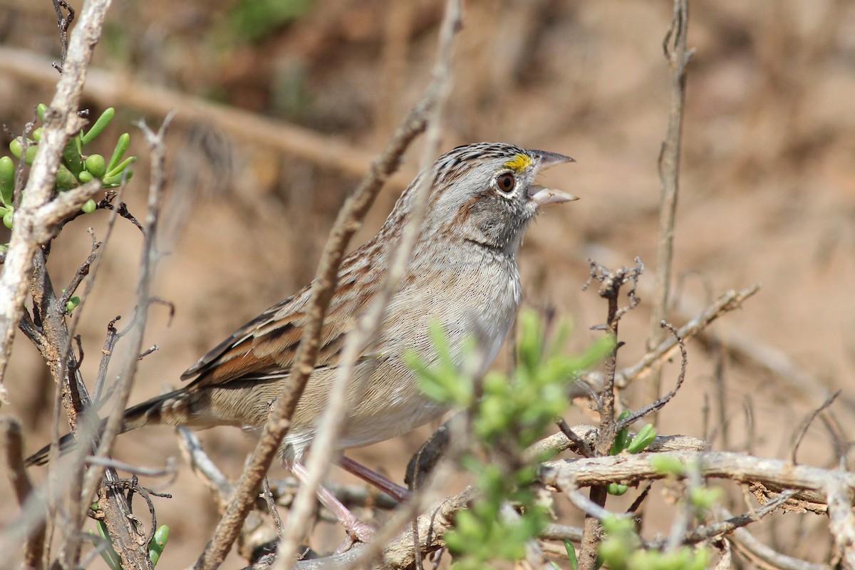 Grassland Sparrow - ML615712057