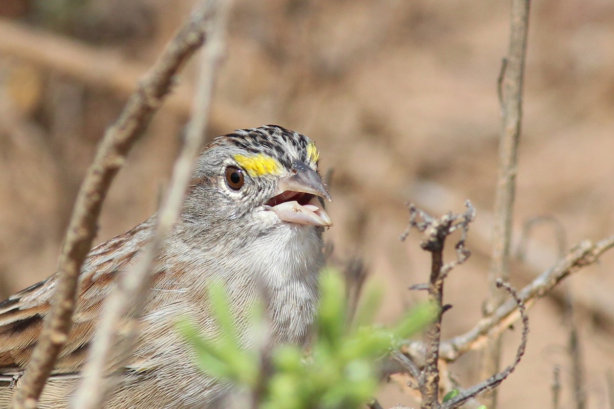 Grassland Sparrow - ML615712062