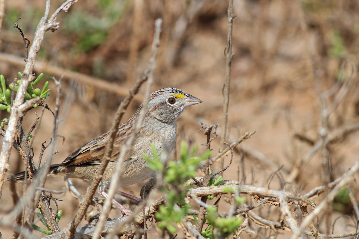 Grassland Sparrow - ML615712066